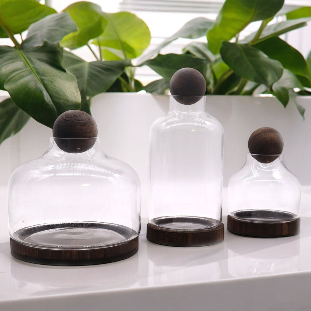 Medium Ball Top Terarium on Dark Tung Wood - 17x22cm